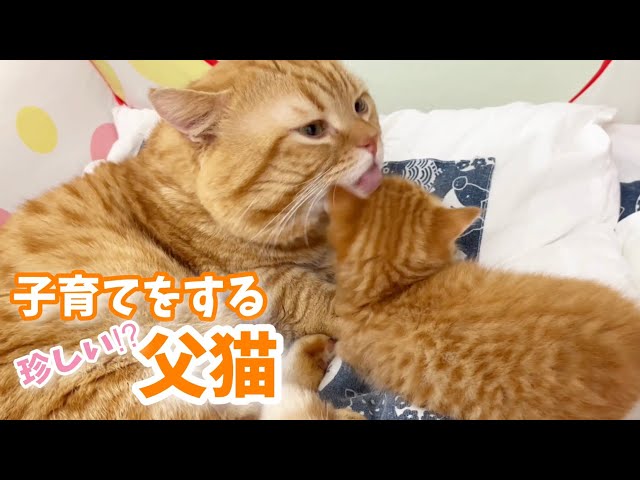 子育てに協力するイクメン父猫と赤ちゃん子猫の姿がかわいすぎて泣ける💓 Father cat raises a child💓