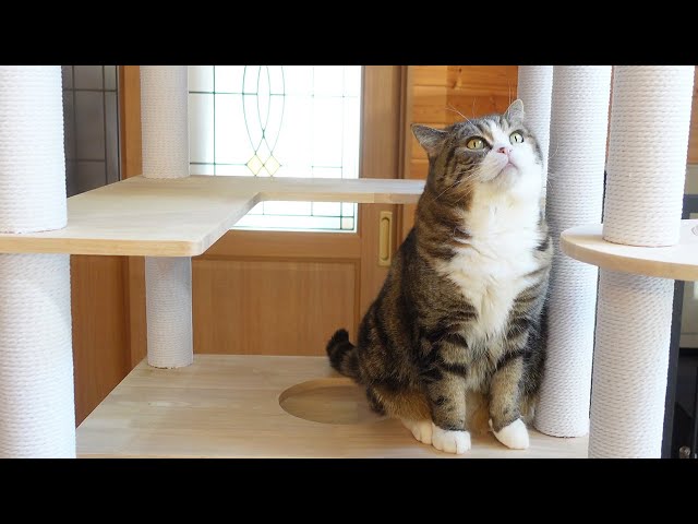 新しいキャットタワーとねこ。-New cat tower and Maru&Hana&Miri.-