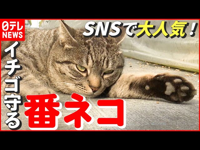 【猫】“看板ネコ”であり“番ネコ”…SNSで大人気！ いちごファームの癒しネコ　愛媛　NNNセレクション