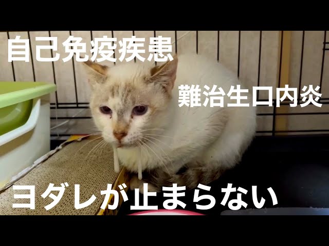 [沖縄保護猫]#34 ぼろぼろガリガリだった元野良猫、自己免疫疾患・難治性口内炎の恐ろしさを目の当たりにした。ヨダレが止まらない。食べたくても食べられないディノの苦しみ。
