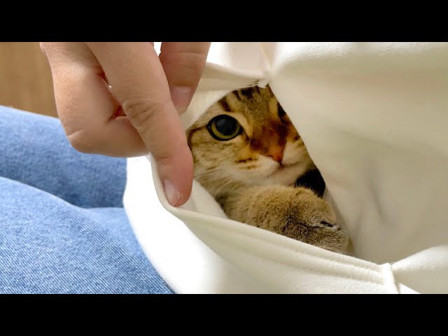 パーカーのポケットに猫が潜り込んでしまいました！