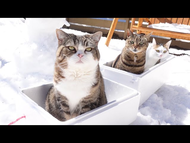 雪の庭とねこ。-Snow garden and Cats.-
