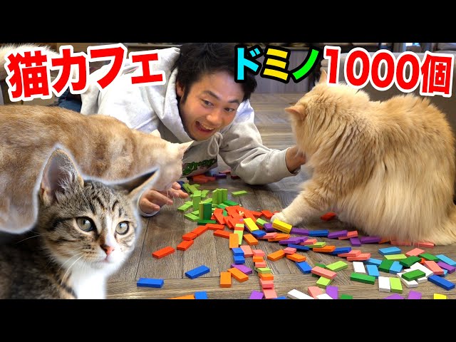 猫カフェでドミノ1000個を邪魔されず全部並べることはできるのか！？