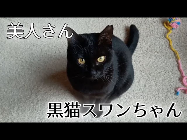 子育てを卒業した黒猫スワンちゃんのその後【Rescued cat】
