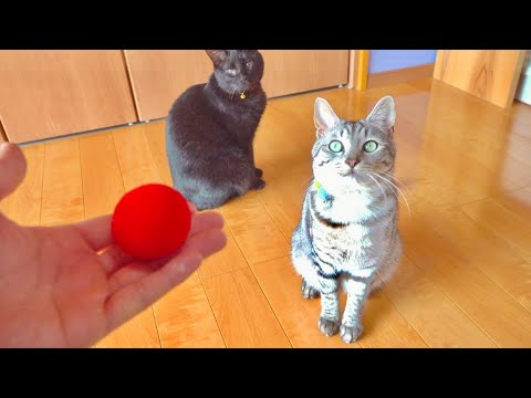 小さなボールが一瞬で巨大化する手品を猫達に見せてみたら。。