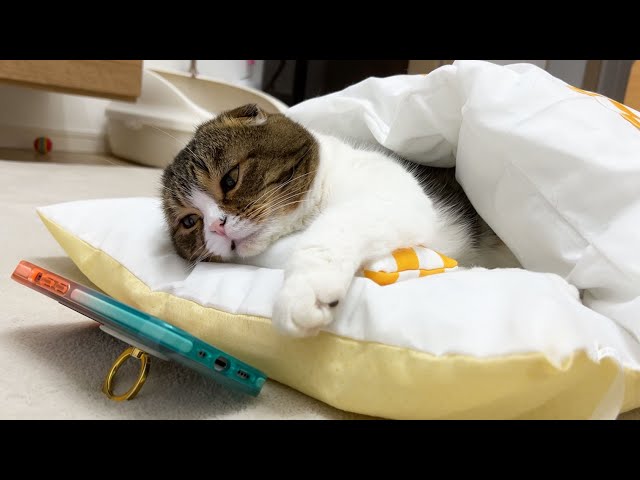 布団で寝ながらスマホ…パパ猫の休日の過ごし方が人間すぎたwww