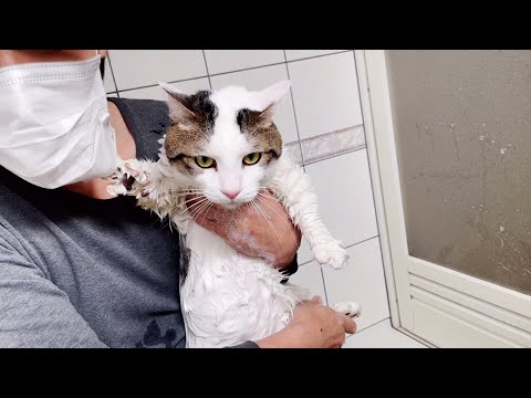お風呂でお父さんを道連れする猫の斬新な方法とは