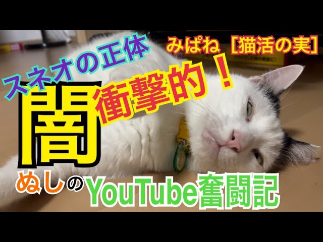 （闇）みぱね［猫活の実］スネオの正体・闇・衝撃的・YouTube活動の一番大変な事。