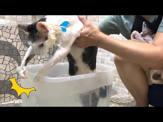 【お風呂から出ない猫】乳酸菌風呂が好きすぎる猫が湯舟にしがみついて動かない…汗