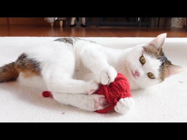 毛糸玉で遊ぶねこ。-Miri loves playing with a woolen yarn ball.-