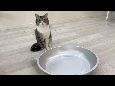 ねこ鍋をお皿と勘違いしてずっとご飯を待ってた猫がかわいすぎた…
