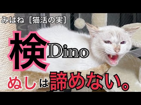 みぱねサブチャン［猫活の実］ディノ検査です・治療方針・諦めない・ディノの近況映像。