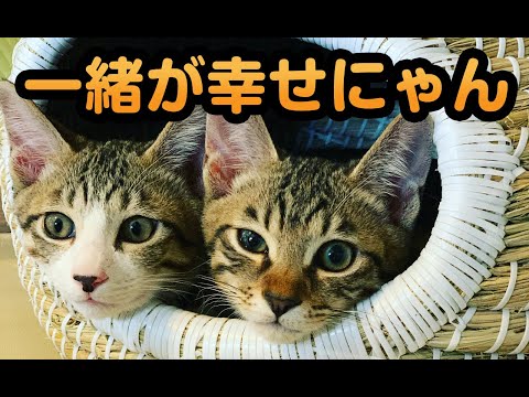 【猫動画】一緒が幸せにゃん〜にゃんともパレード〜#134