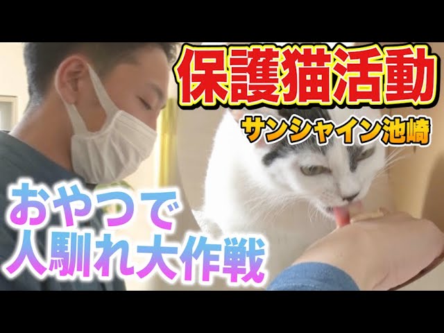 【保護猫活動】サンシャイン池崎と子猫の豆大福！おやつで人馴れ大作戦