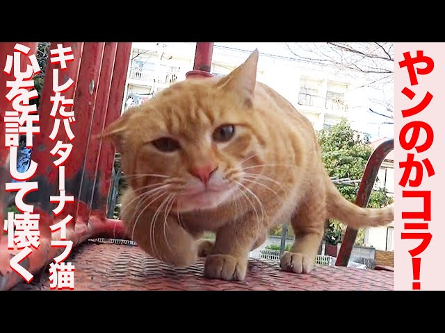 公園のキレたバターナイフ猫、心を許して終生の朋友猫となる My fatal cat ‘Sango’ story 2022