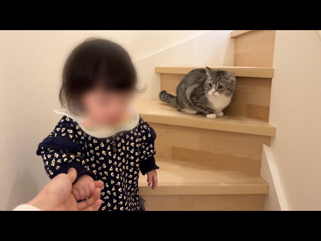 階段でピンチになったお嬢を走って助けに来た猫がイケメンすぎた…