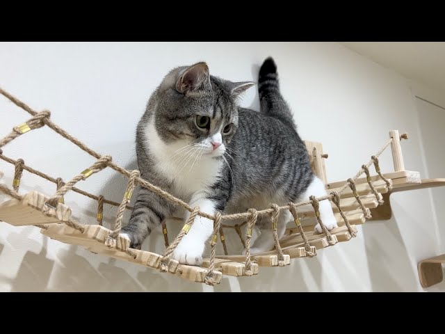 ビビりな猫が初めての吊り橋で下を見ちゃってこうなりました…