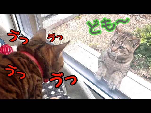 【新猫登場】コミュ力高い野良猫vsうちの女王猫