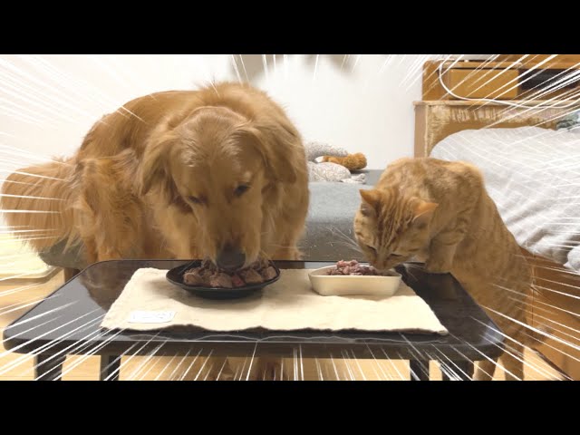 ステーキが大盛りだった時の愛犬と愛猫の反応が可愛すぎるｗ