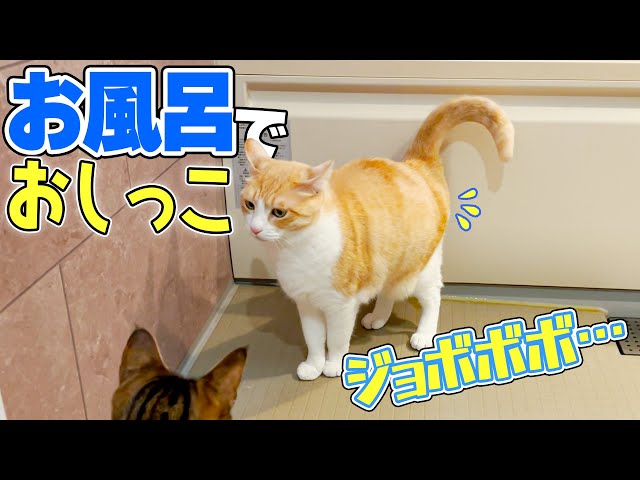 飼い主の目の前で堂々とお風呂場におしっこをする猫