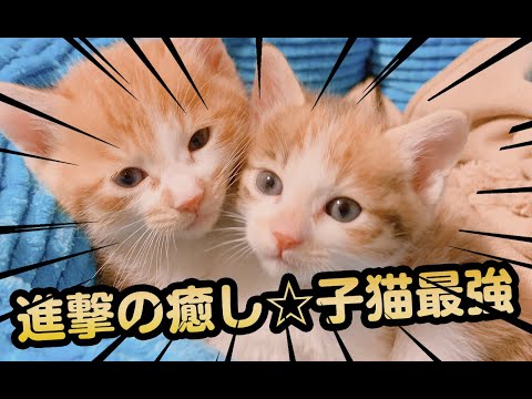 【猫動画】進撃の癒し☆子猫最強〜にゃんともパレード〜#133