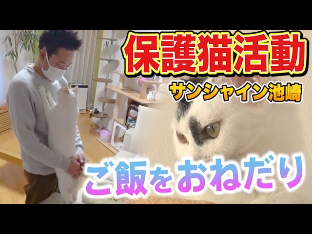 【保護猫活動】サンシャイン池崎と子猫の豆大福！ご飯のおねだり始めました