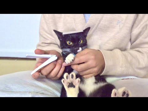 猫にこの方法で爪切りすると暴れなくなるって本当なの？？
