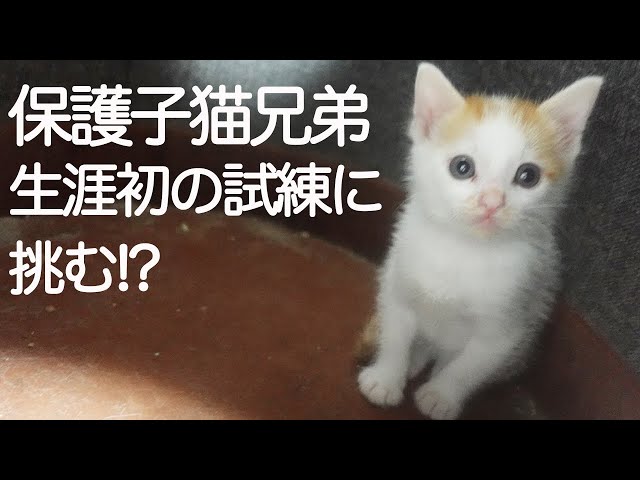 保護子猫3兄弟、猫生の最初の試練に挑む!? The rescued kittens’ trial