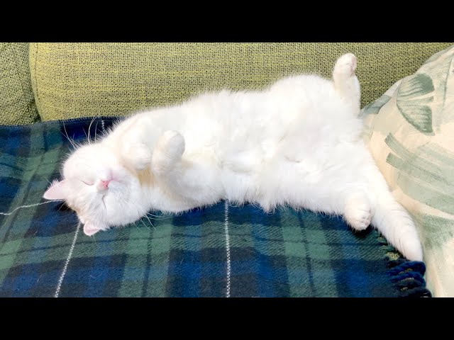白猫は電気毛布に乗ると溶けるみたいですw