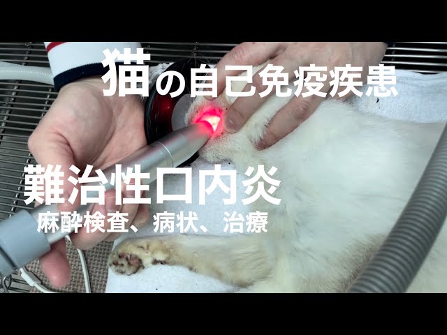 [沖縄保護猫]#35 ぼろぼろガリガリだった元野良猫、自己免疫疾患、抜歯しても治らない難治性口内炎と闘うディノ。麻酔検査、結果、病状、治療。
