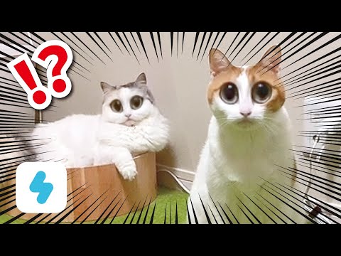 【猫SNOW】猫用の動画加工アプリで遊んでたらもの凄い映像が撮れました…【おしゃべりする猫】
