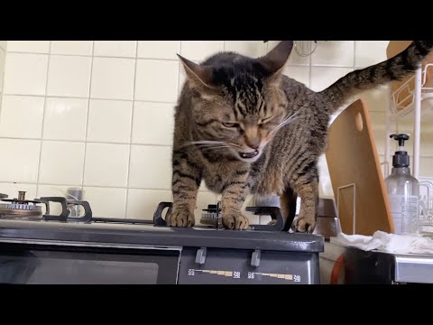 台所に登る凶暴猫を怒って注意したらまさかの展開に…