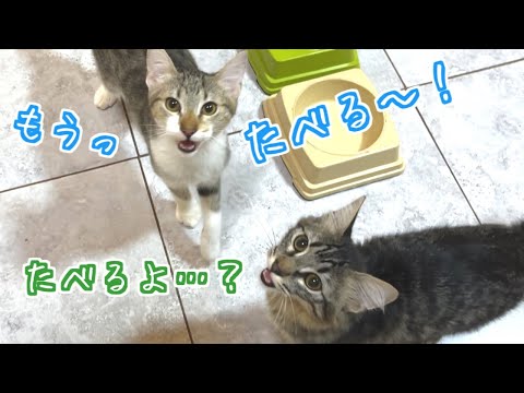 【しゃべる猫】「たべる～！」日本語で返事をする子猫たちがかわいい！家猫と野良猫合計14匹いると食事の時間はこうなります…ｗ