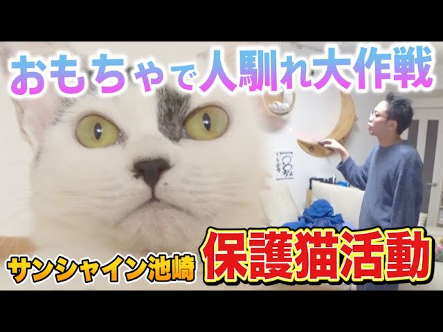 【保護猫活動】サンシャイン池崎と子猫の豆大福！おもちゃで人馴れ大作戦