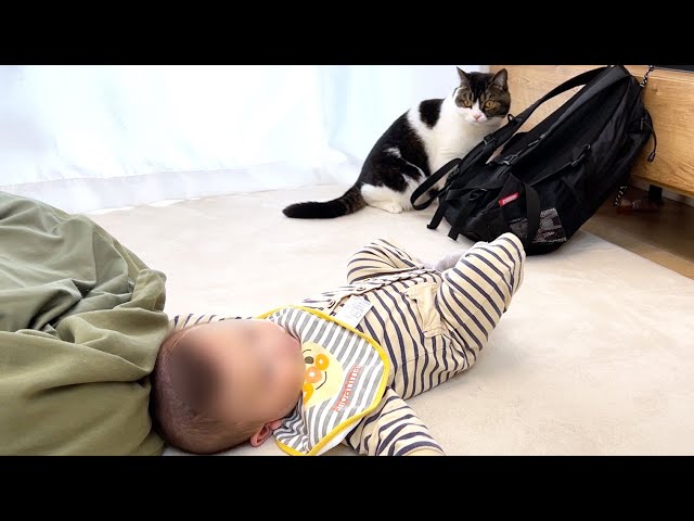 生まれて初めて赤ちゃんを見た猫の反応がこちらw