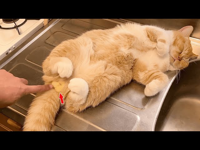 無防備な子猫のタマタマωを触る…キッチンに猫・猫・猫・雛？