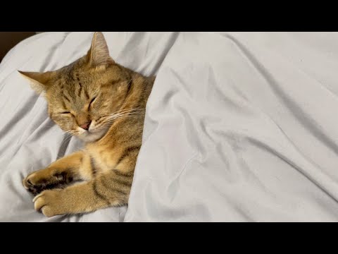 飼い主のベッドを占領して寝ぼけ顔の猫を……