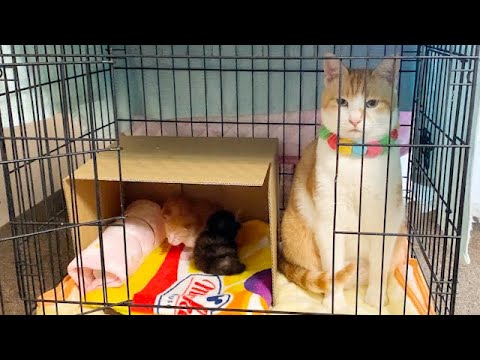 赤ちゃん猫が心配でケージに入る先住猫