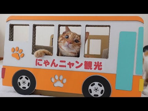 新しい猫バスがやってきて嬉しい猫たち