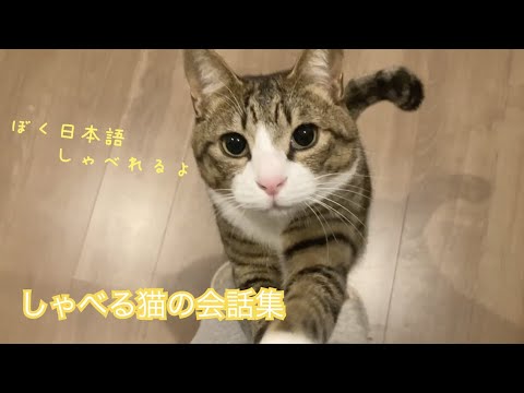 【しゃべる猫総集編】保護した仔猫が日本語を話すようになるまでの成長記録