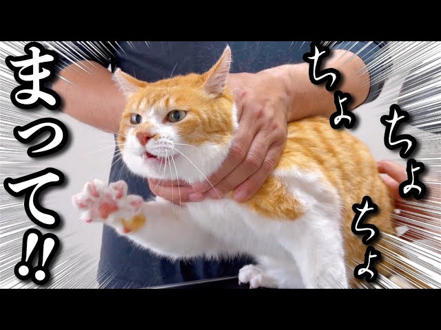 猫に「お風呂行くよ！」と言ったときの反応がこちら！トリマーが伝授！猫シャンプーテクニック