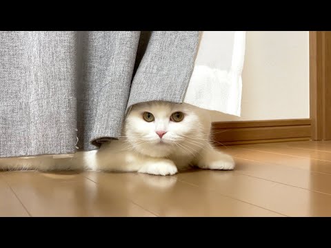 カーテンに隠れてるつもりの猫！