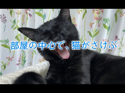 【猫動画】部屋の中心で、猫がさけぶ〜にゃんともパレード〜#145