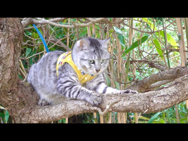 木に登った猫が次の瞬間。。