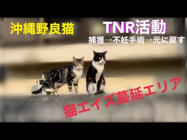 [沖縄野良猫TNRさくらねこ活動]猫エイズが蔓延しているお家の野良猫を捕獲→不妊手術→元に戻す。お母さん猫が捕まえられない。[保護猫里親募集中]ミロゲン、メメちゃん、ビーちゃん。