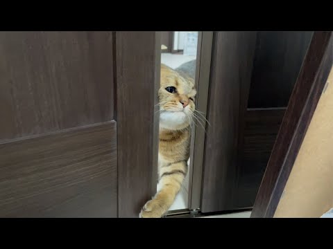 意地でも顔面でドアをこじ開ける猫のテクニック笑ったんだが