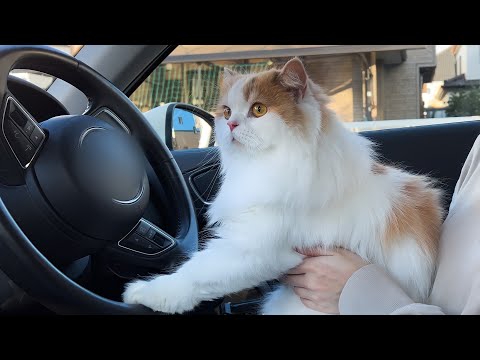 車で病院の順番待ちをする間、愛猫が楽しくてこうなりましたw