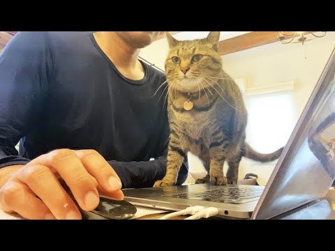 【完全にコント】パソコンを巡る父と猫との大攻防が面白い！