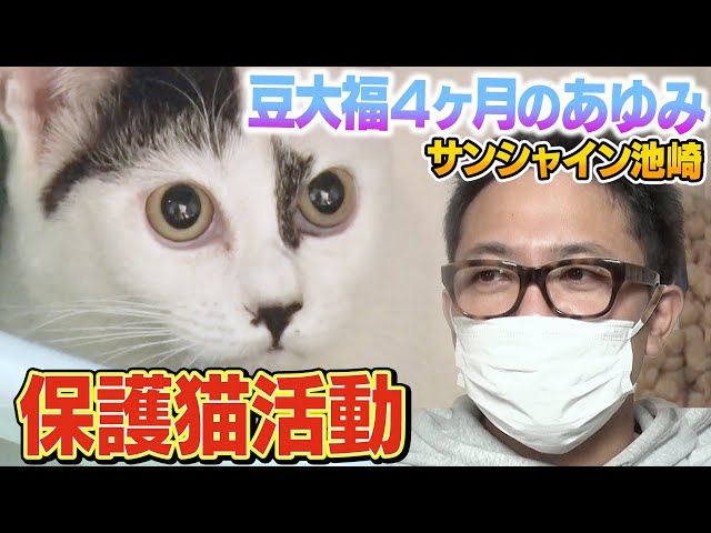 【保護猫活動】サンシャイン池崎と子猫の豆大福！預かり４か月のあゆみ編