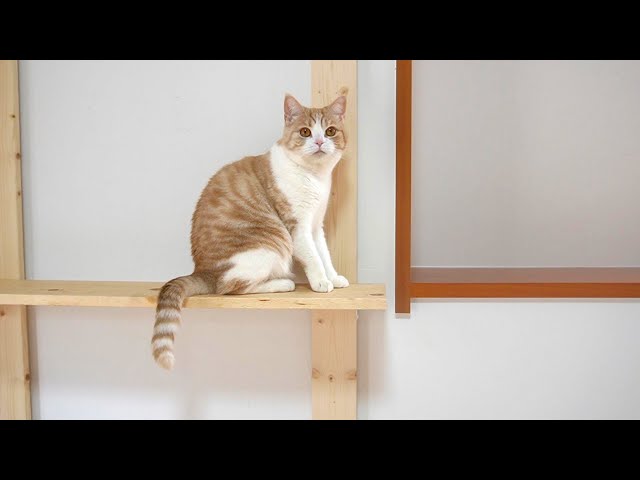 【やんのかステップ猫】猫部屋にキャットステップを増設～その１【スコティッシュフォールド】【アビシニアン】